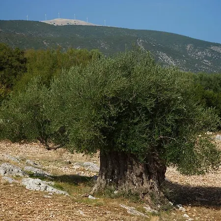 Βίλα Sunrise Χαλιωτάτα