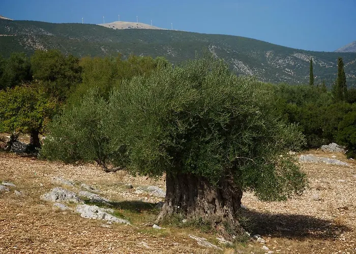 Villa Sunrise Chaliotata